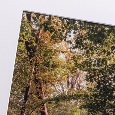 Auwald: Ausschnitt der Original-Fotografie, elbracho Edition aus Leipzig