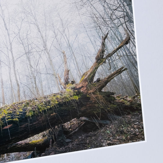 Toter Baum, fotografiert in Leipzig – Ausschnitt des Fotoprints von elbracho